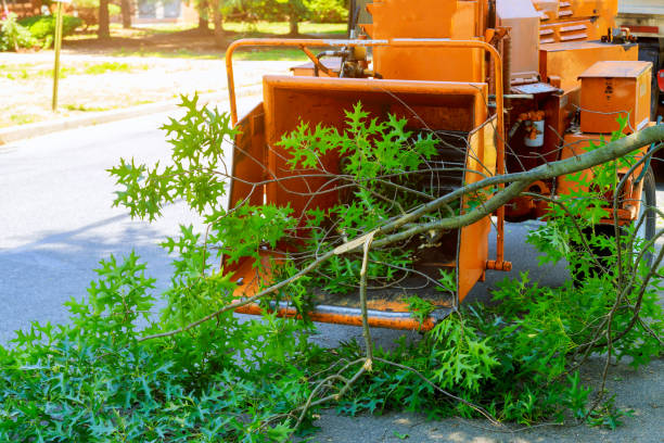 Tree Removal for Businesses in Ellerslie, GA